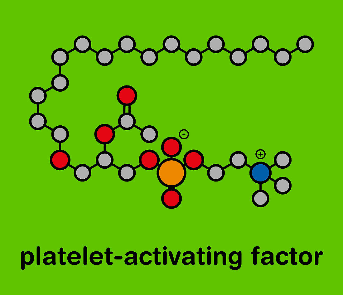 Platelet-activating factor molecule, illustration