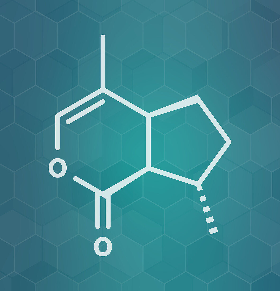 Nepetalactone catnip cat attractant molecule, illustration