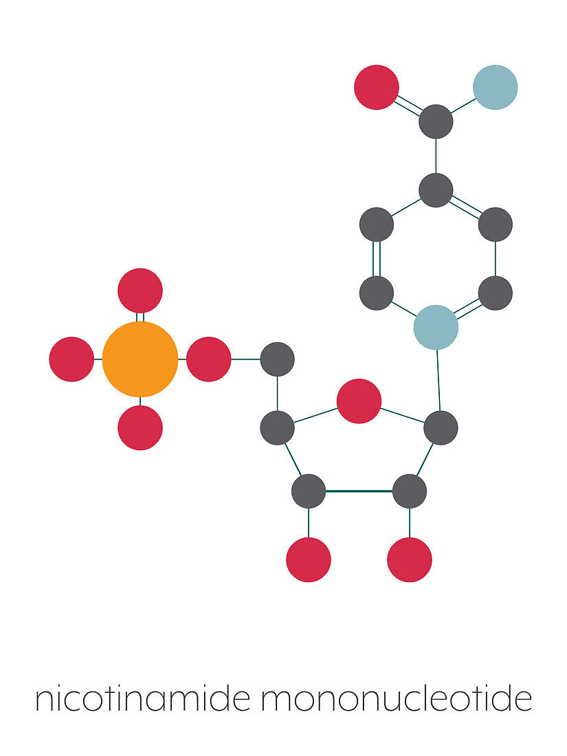 Nicotinamide mononucleotide molecule, illustration
