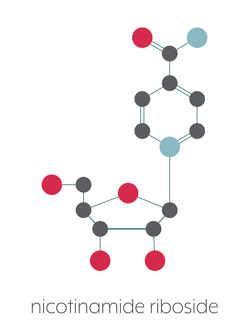Nicotinamide riboside molecule, illustration