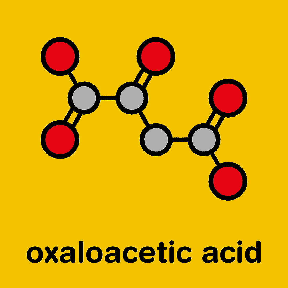 Oxaloacetic acid metabolic intermediate molecule