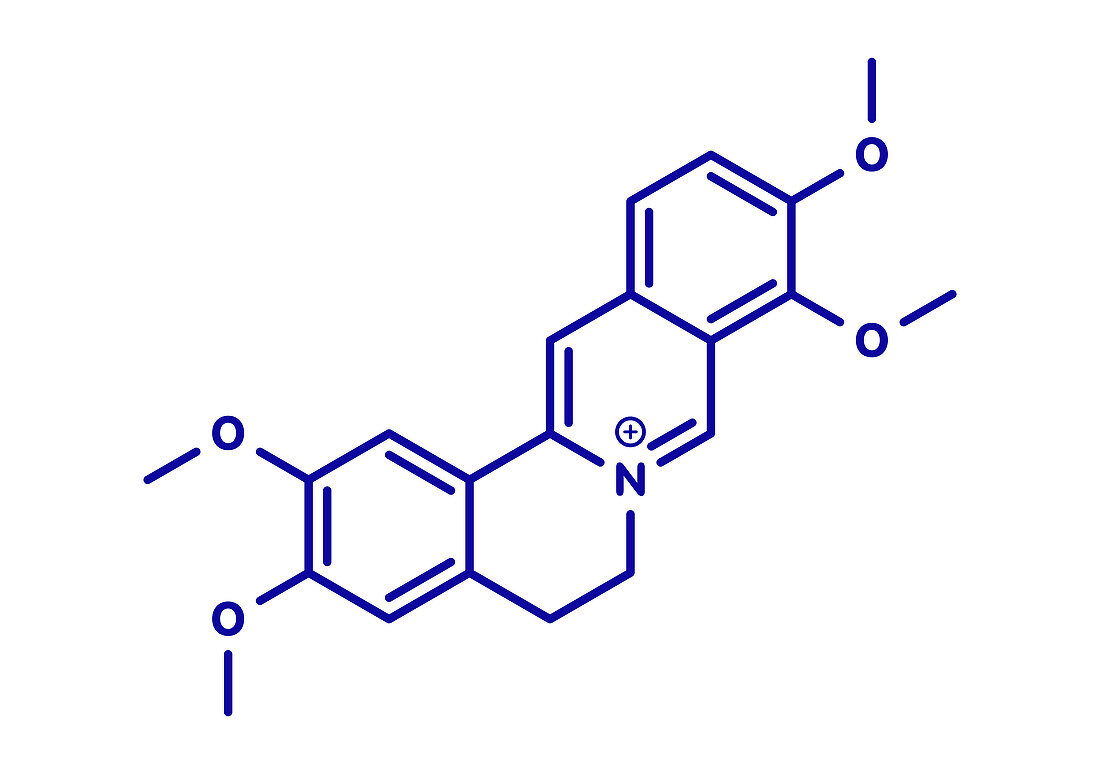 Palmatine herbal alkaloid molecule, illustration