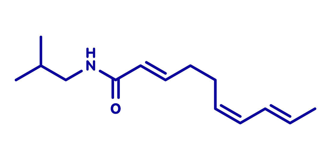 Spilanthol molecule, illustration