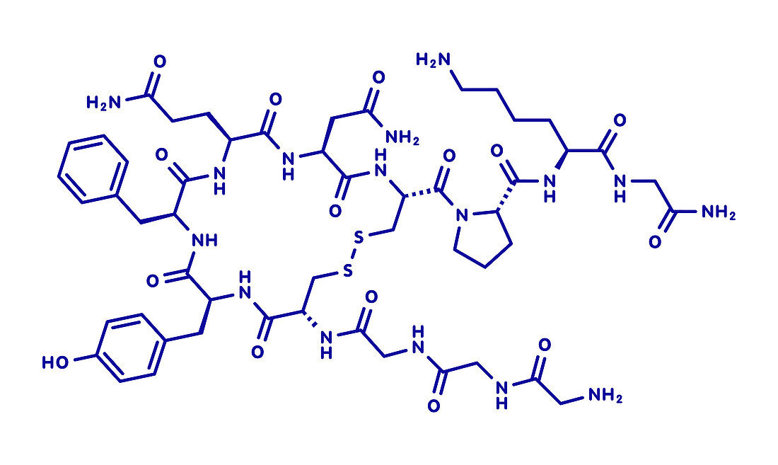 Terlipressin drug molecule, illustration