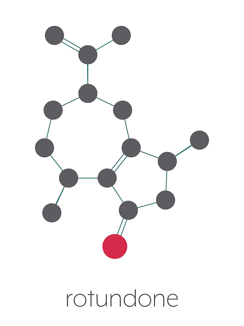 Rotundone peppery taste molecule, illustration
