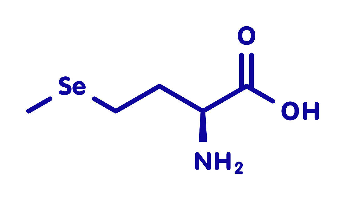 Selenomethionine amino acid molecule, illustration