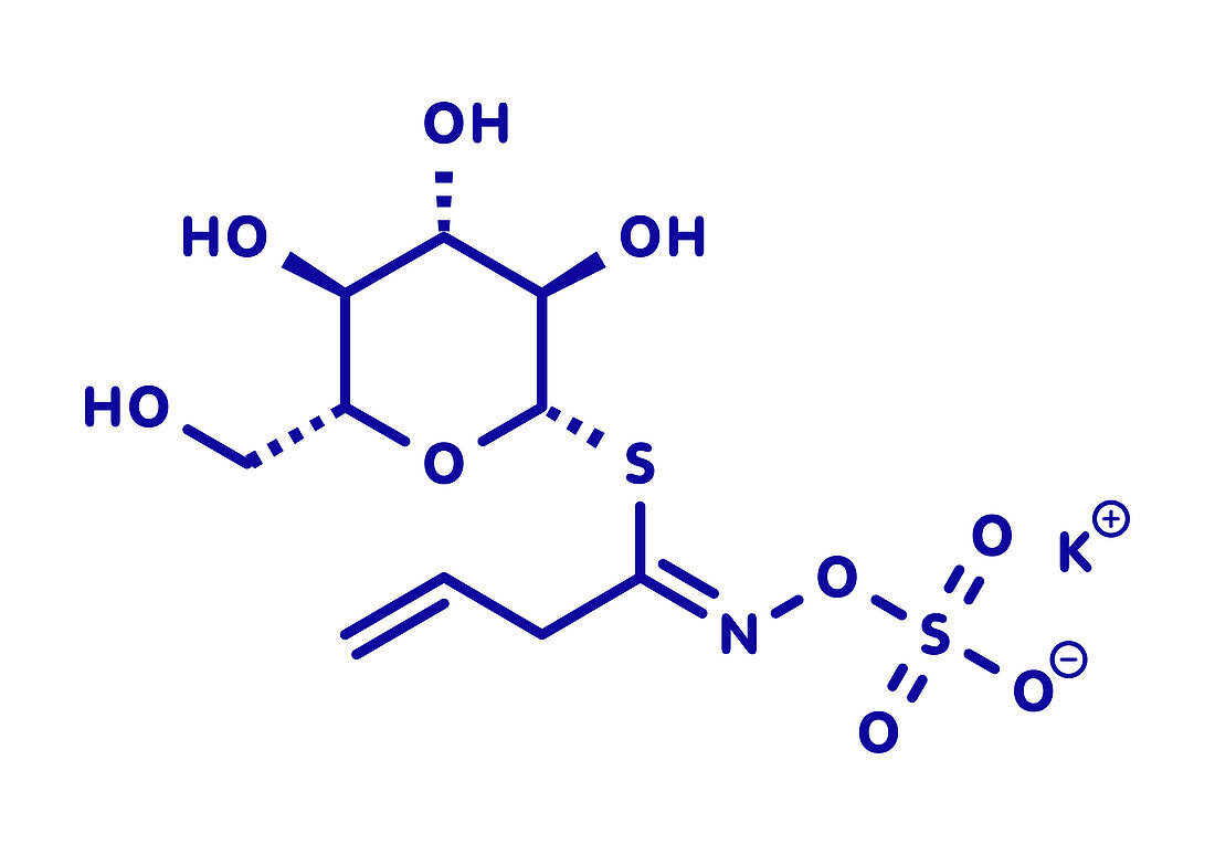 Sinigrin glucosinolate molecule, illustration
