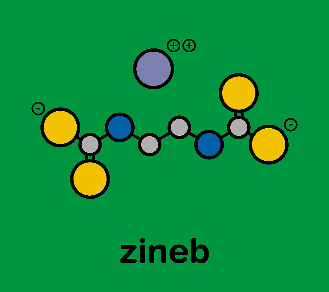 Zineb zinc organosulfur fungicide molecule, illustration