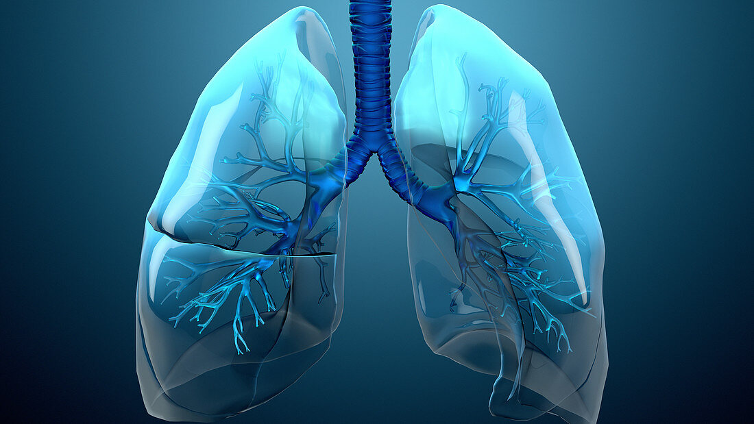Lung anatomy, illustration