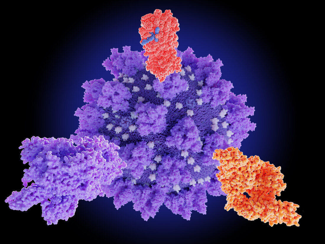 Potential coronavirus drug targets, illustration
