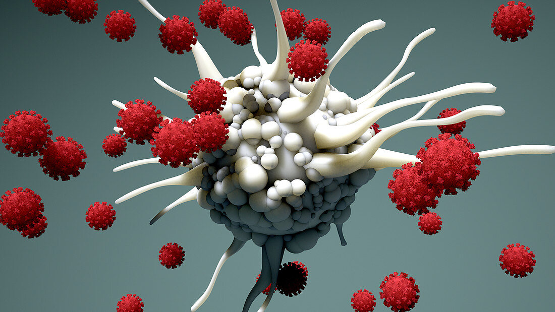 Dendritic cell and virus particles, illustration
