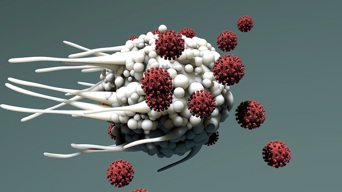 Dendritic cell and virus particles, illustration