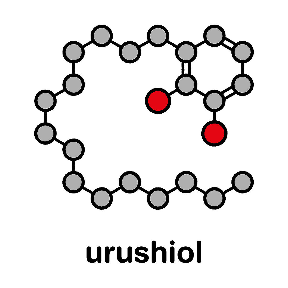 Urushiol poison ivy allergen molecule, illustration