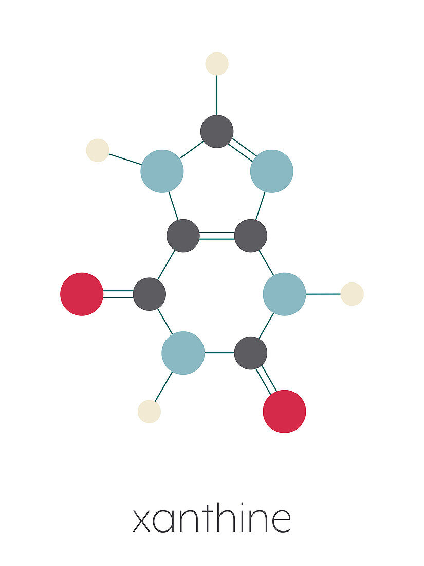 Xanthine purine base molecule, illustration