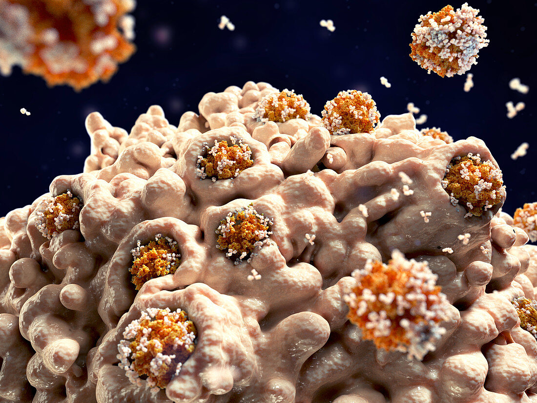 Macrophage engulfing coronaviruses, illustration