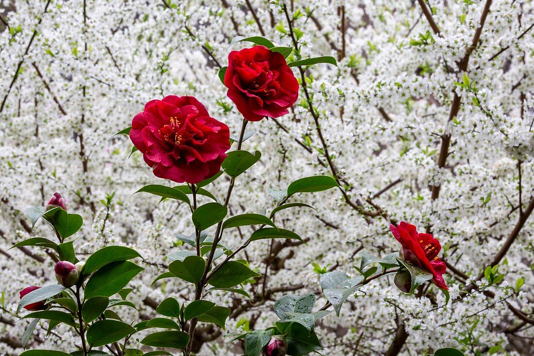 Plum (Prunus sp.) blossom and Camelia flowers