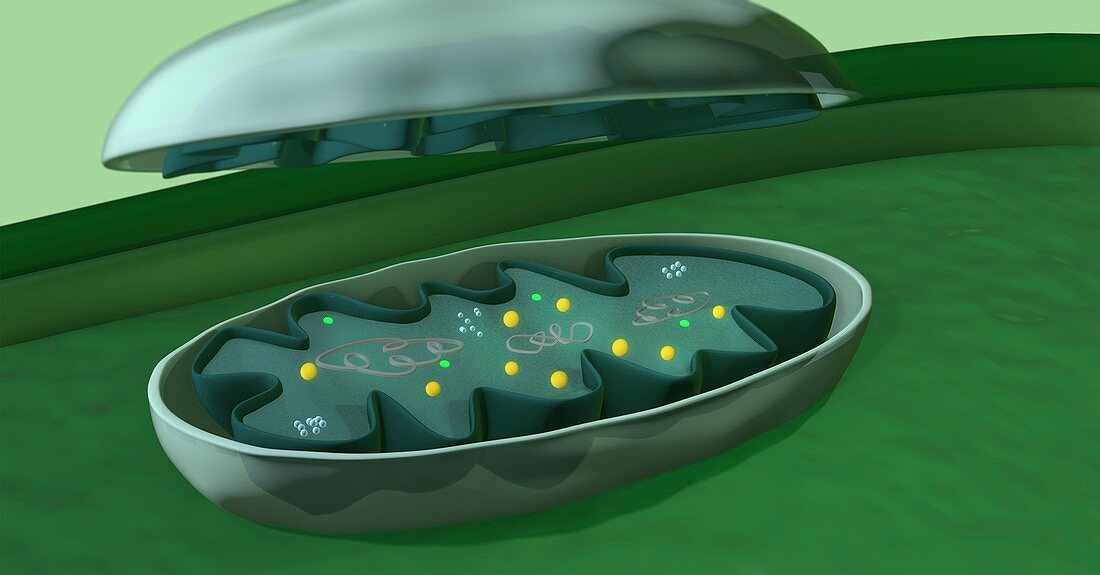 Internal structure of a mitochondrion, 3D illustration