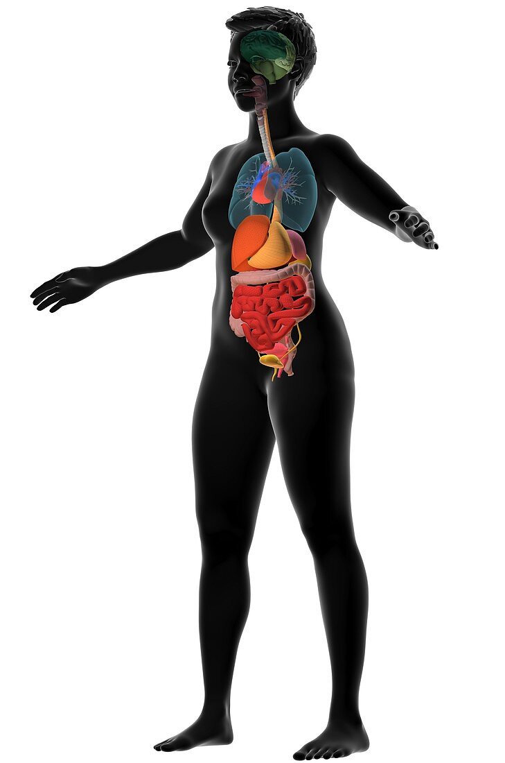 Female internal organs, 3D illustration