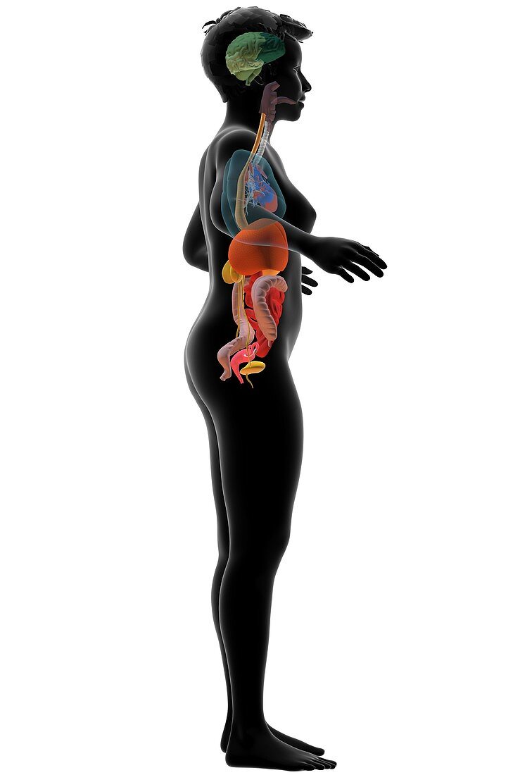 Female internal organs, 3D illustration