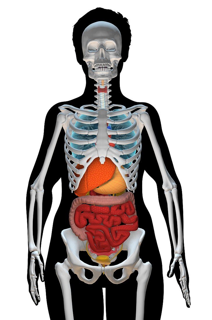 Female anatomy, illustration