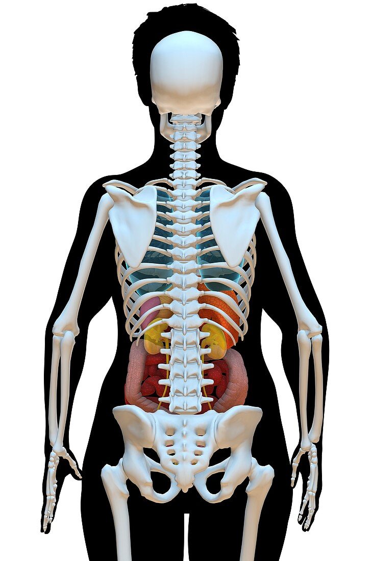 Female anatomy, illustration