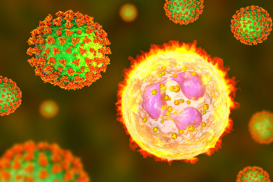 SARS-CoV-2 viruses and activated neutrophils, illustration