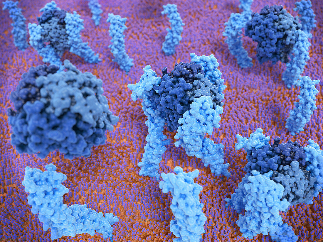 Tumour necrosis factor-alpha and receptor, molecular model