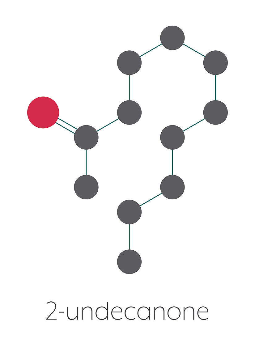 Methyl nonyl ketone insect repellent molecule, illustration