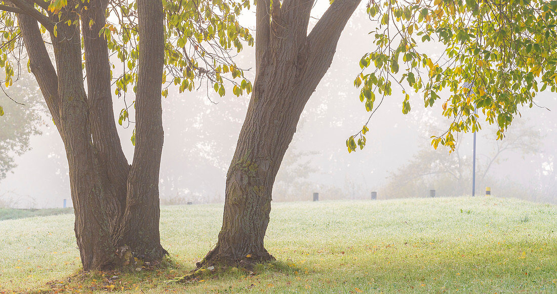 Tree in a meadow on a foggy morning