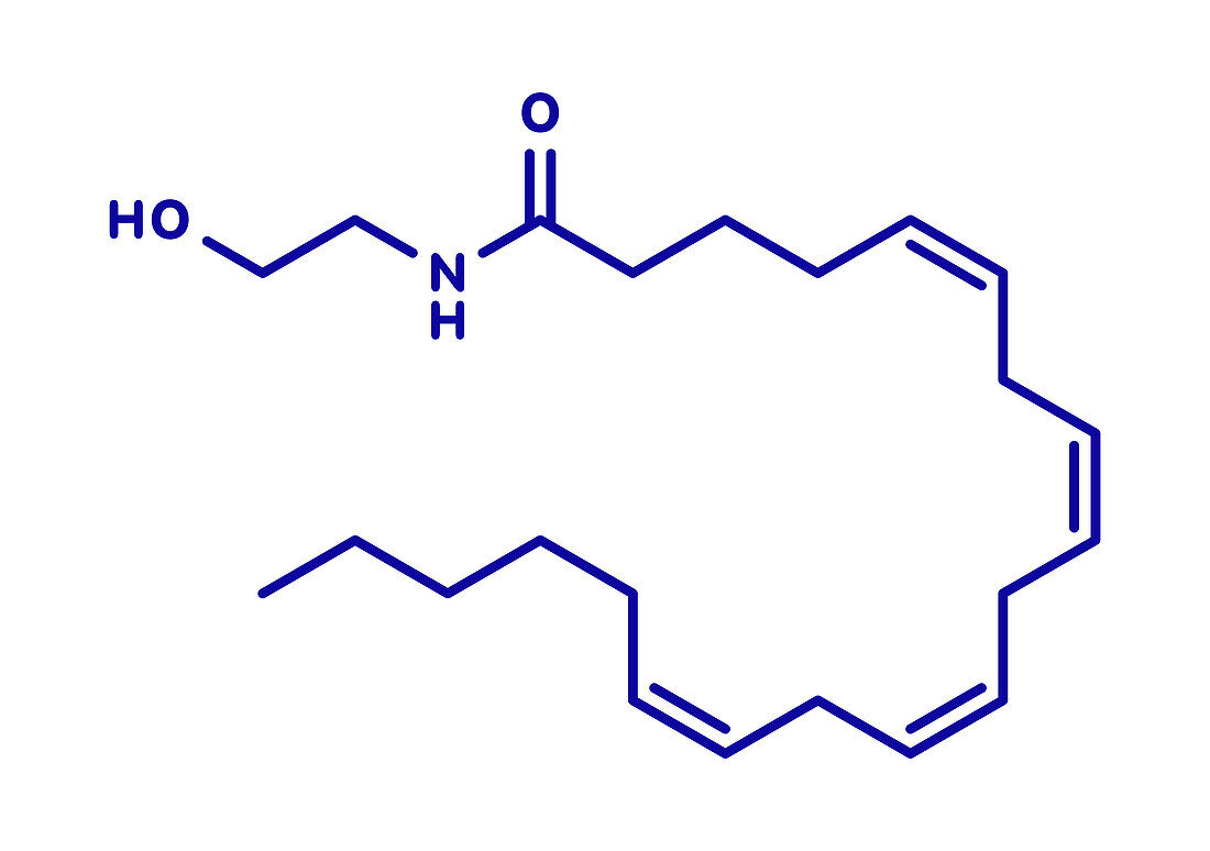 Anandamide neurotransmitter molecule, illustration