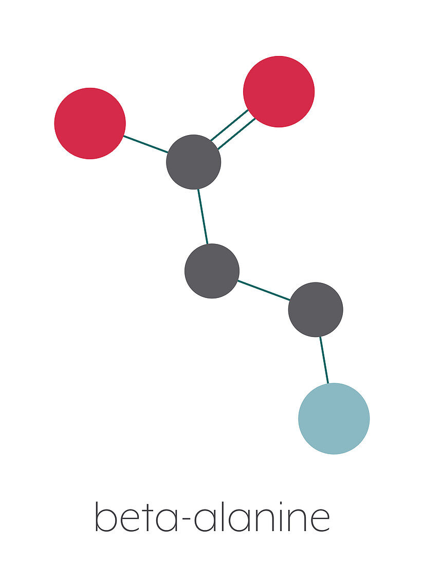 Beta-alanine molecule, illustration