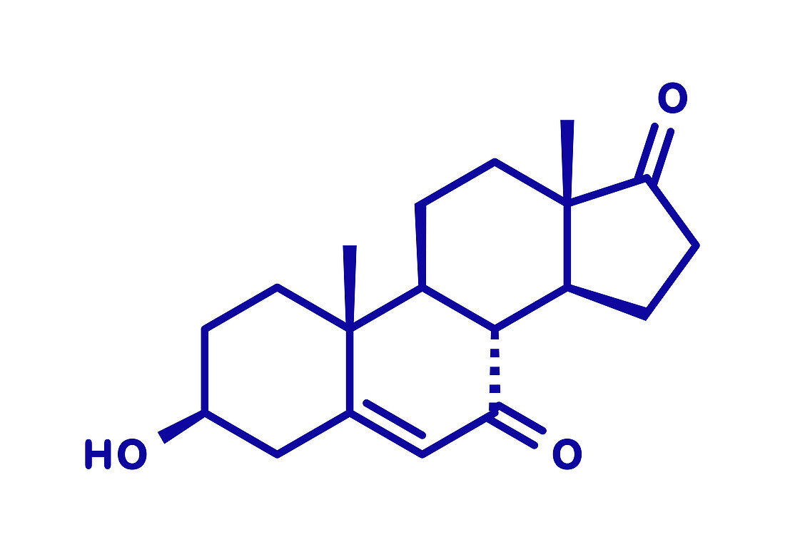 7-Ketodehydroepiandrosterone molecule, illustration
