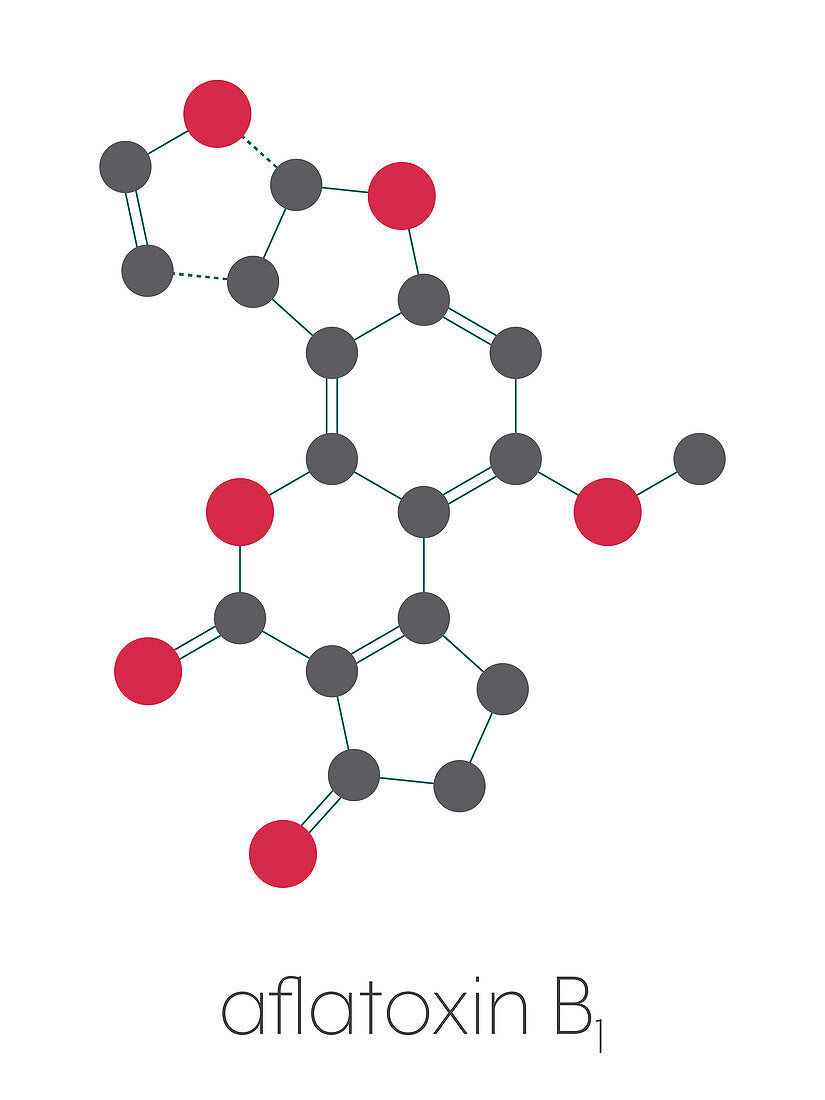 Aflatoxin B1 mould carcinogenic molecule, illustration