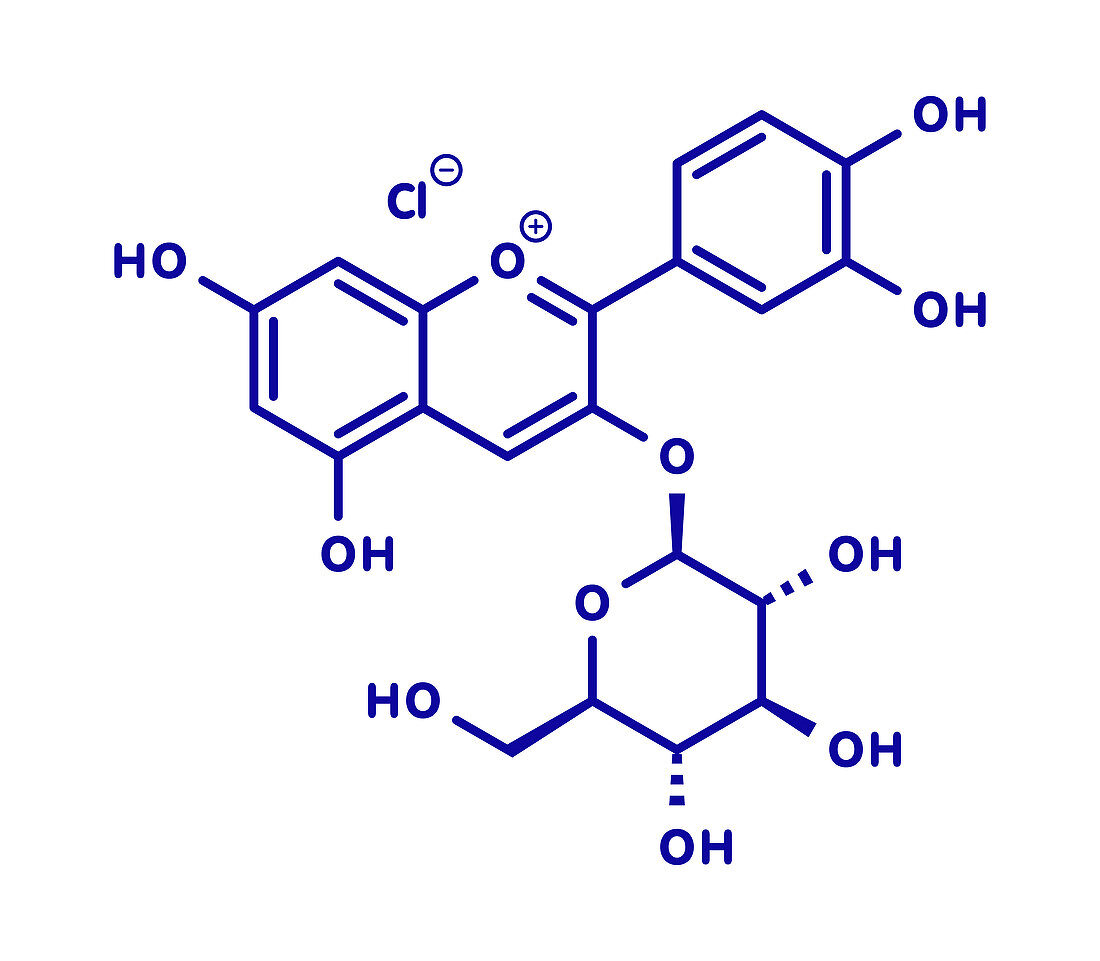 Chrysanthemin plant pigment molecule, illustration