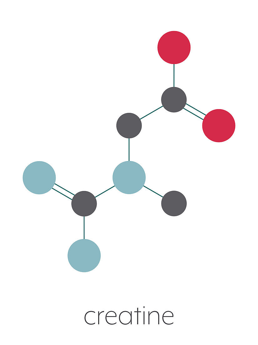 Creatine molecule, illustration