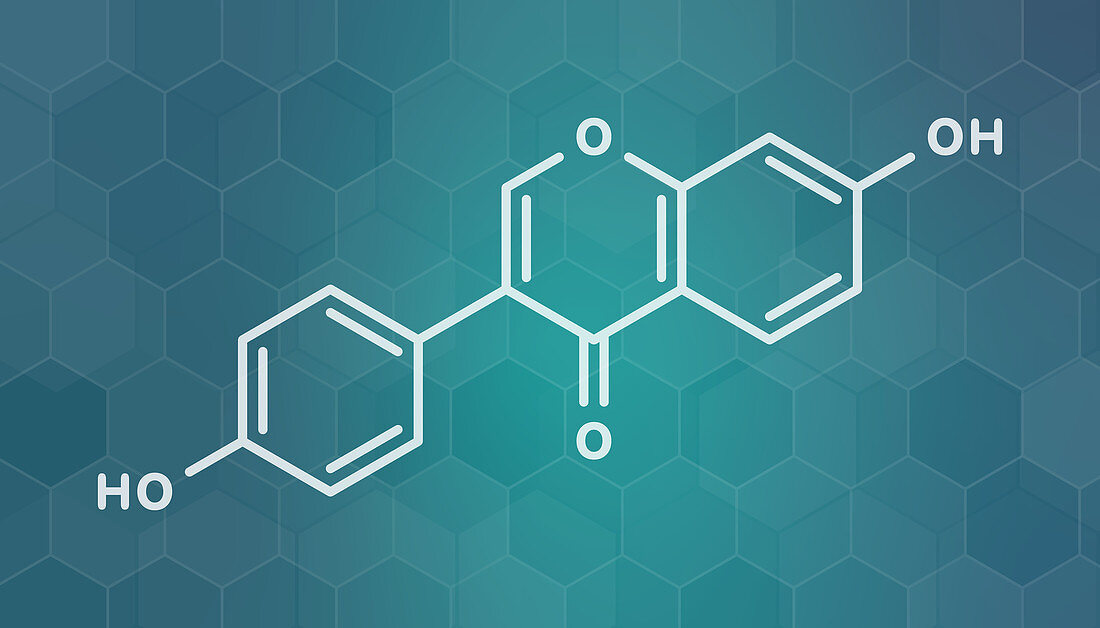 Daidzein isoflavone molecule, illustration