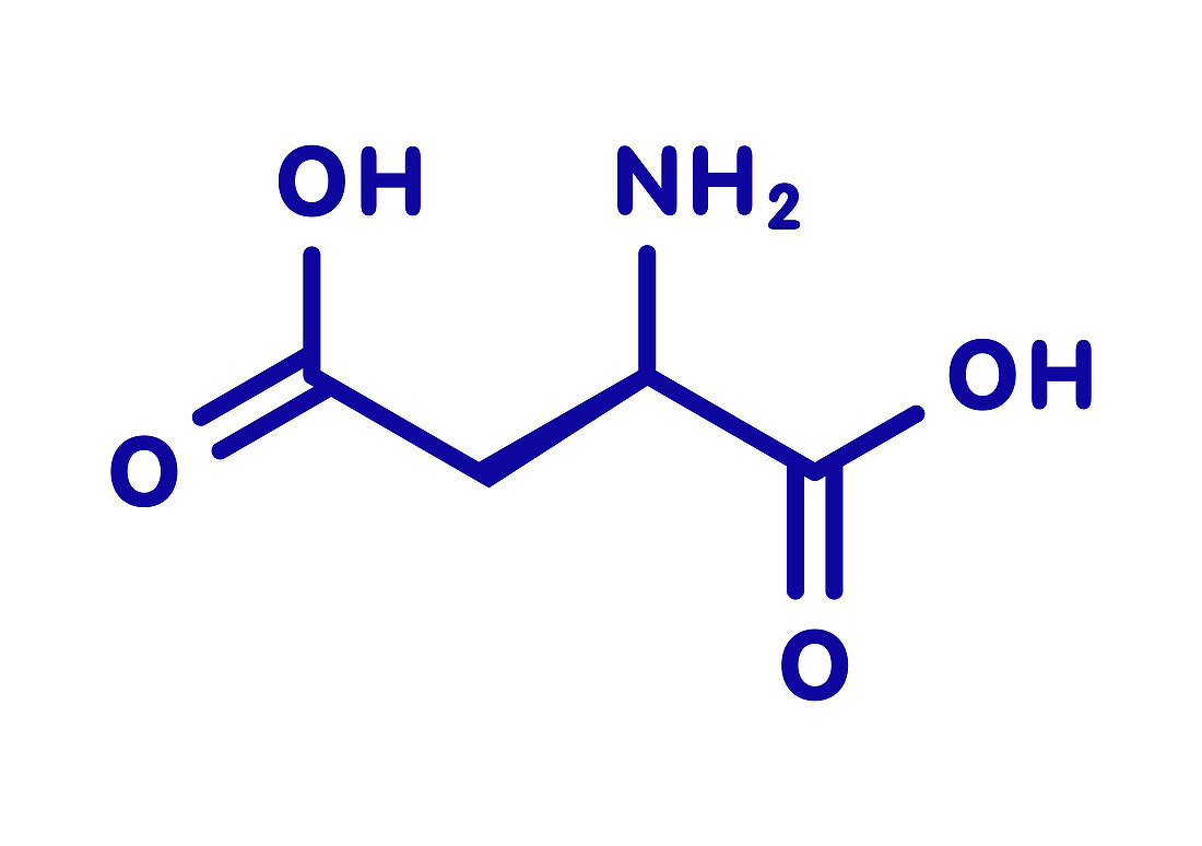 D-aspartic acid amino acid molecule, illustration