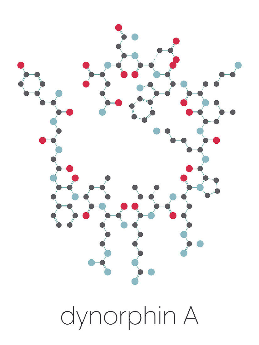 Dynorphin a endogenous opioid peptide molecule, illustration