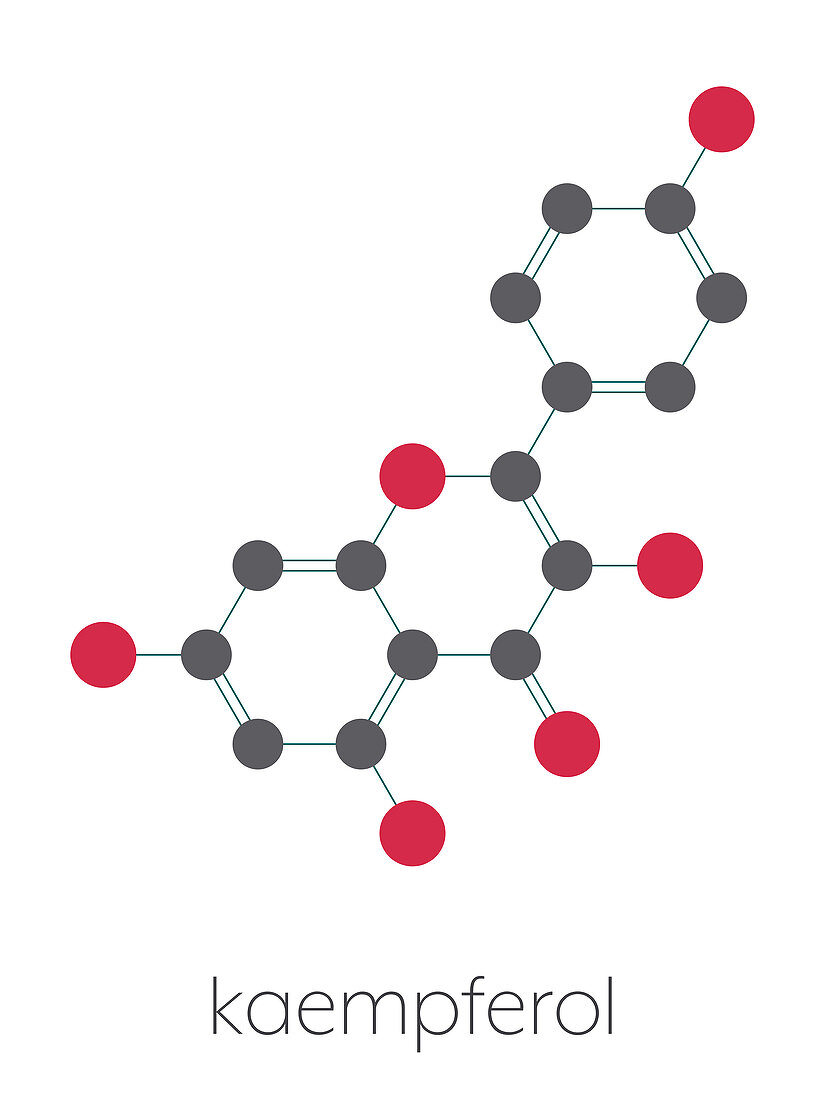 Kaempferol antioxidant molecule, illustration