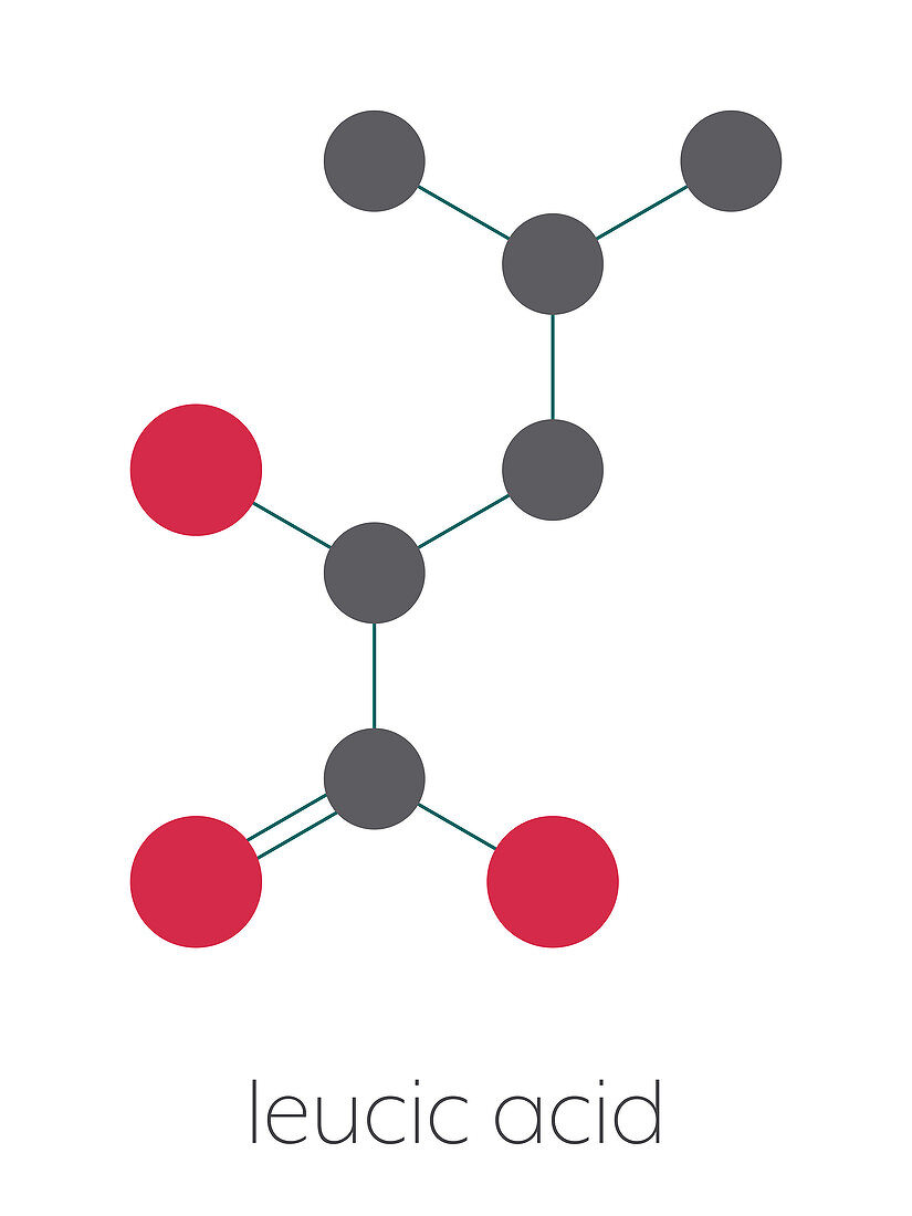 Leucic acid molecule, illustration