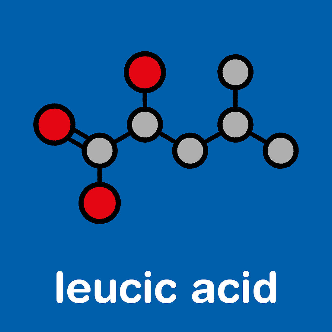 Leucic acid molecule, illustration