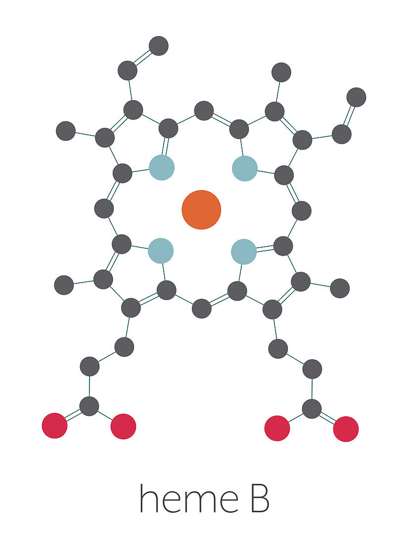 Haem B molecule, illustration