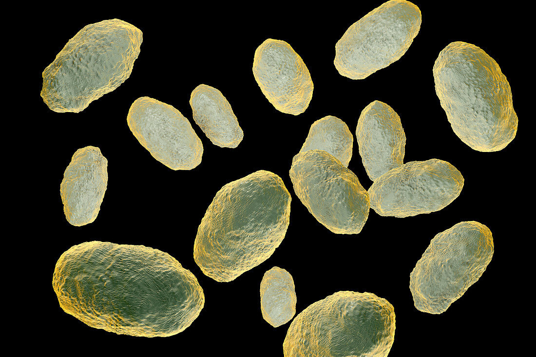 Haemophilus influenzae bacteria, illustration