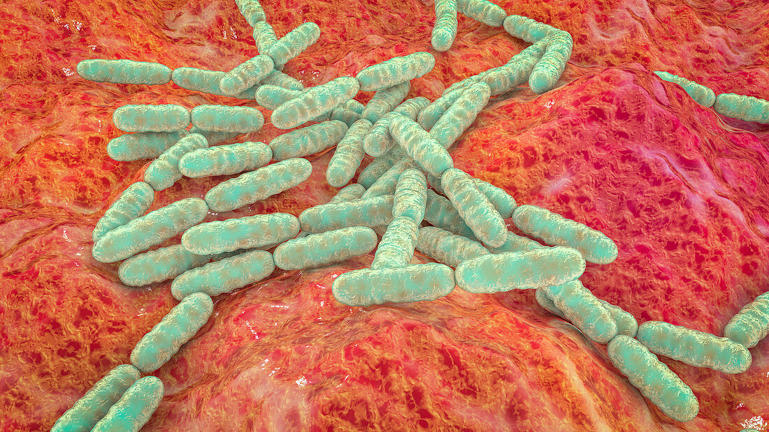 Lactobacillus bacteria, illustration