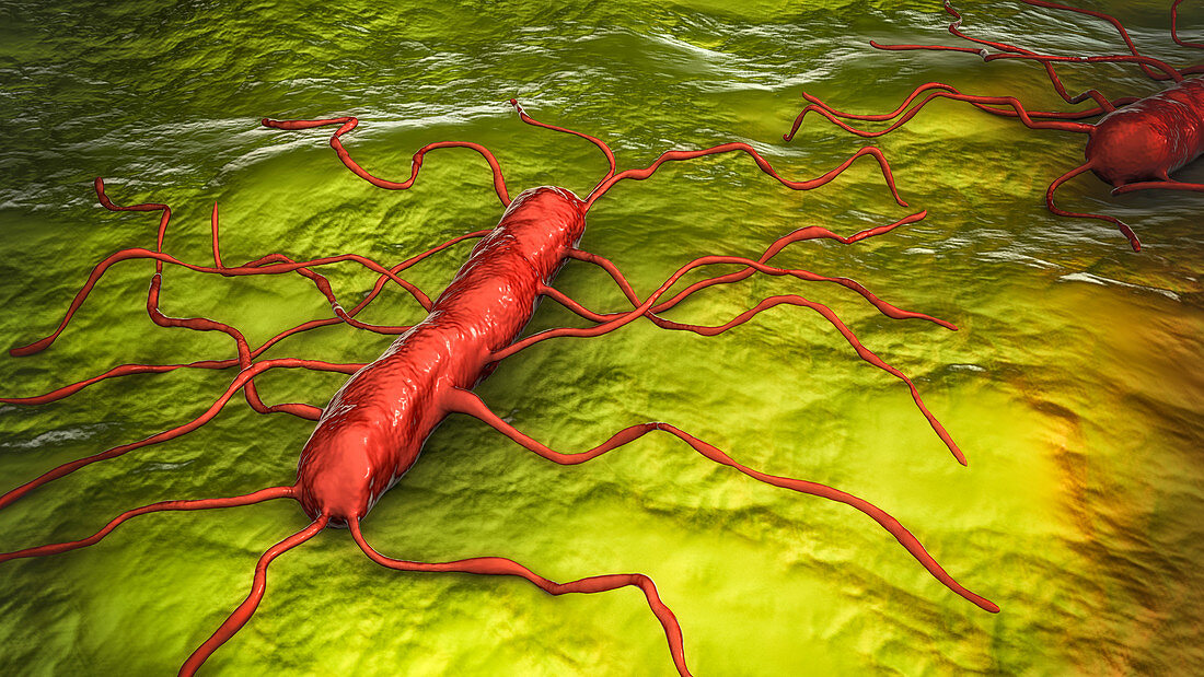 Listeria monocytogenes bacteria, illustration