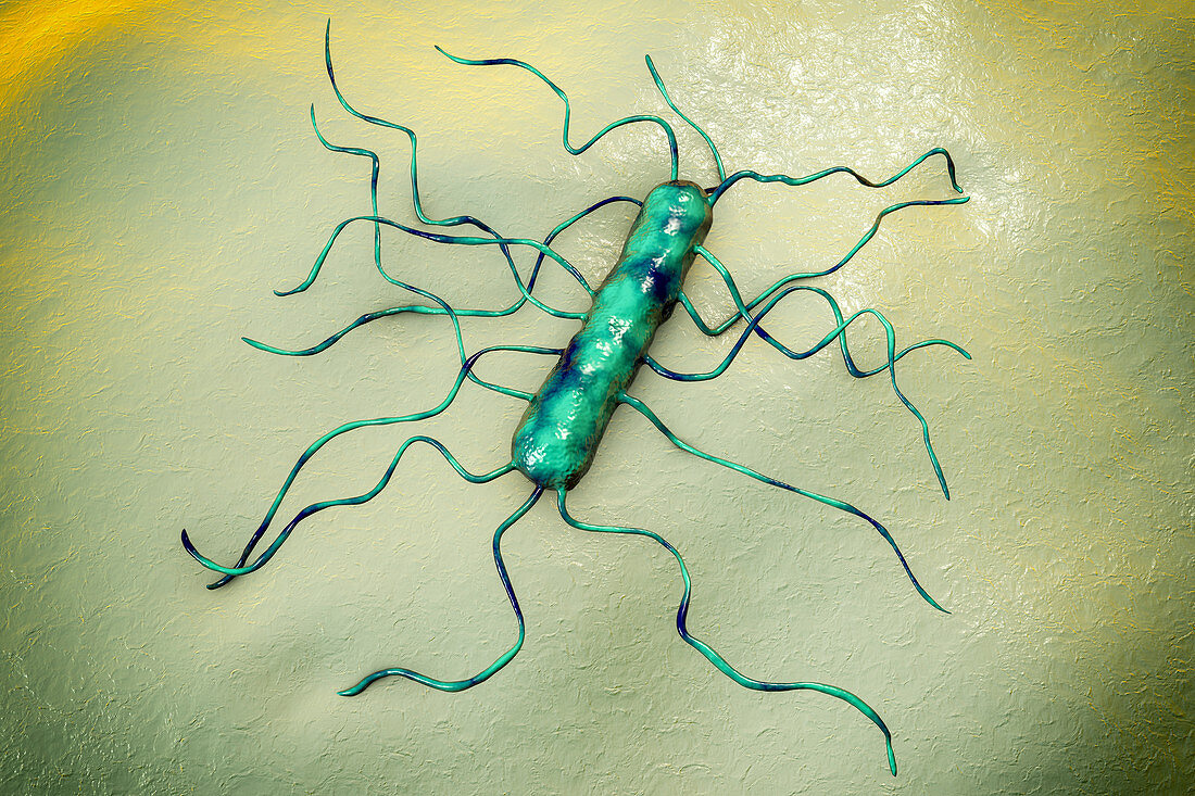 Listeria monocytogenes bacterium, illustration