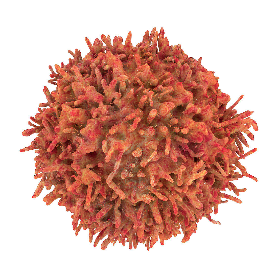 B-lymphocyte cells, illustration