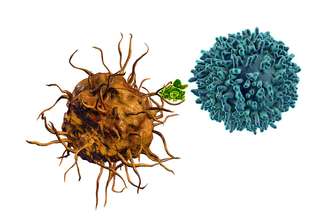 Dendritic cell presenting antigen to T cell, illustration