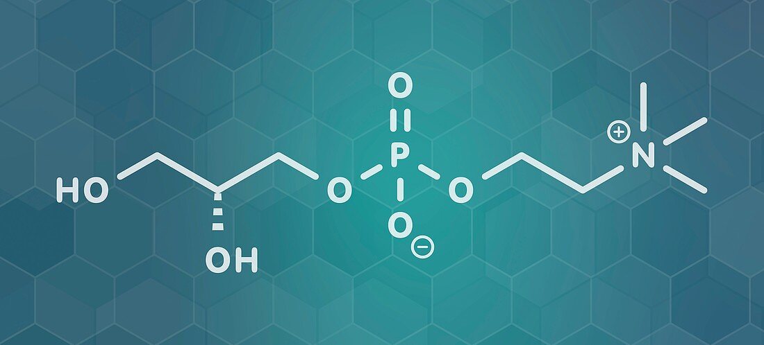 Alpha-GPC molecule, illustration