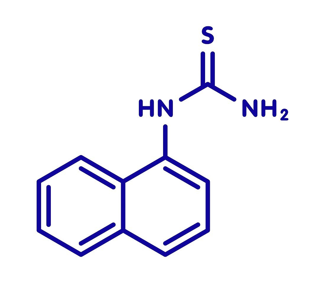 Alpha-naphthylthiourea rodenticide molecule, illustration